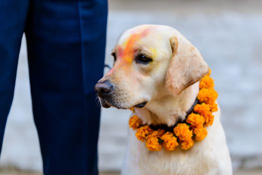 Celebrating Kukur Tihar festival in Kathmandu, Nepal. Dog with tika and marigold garland.