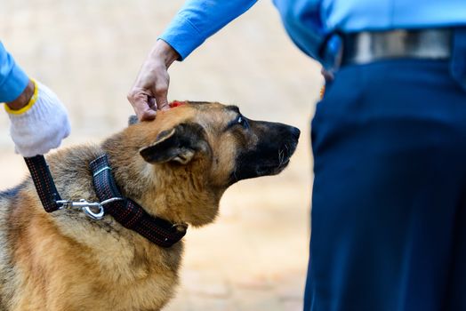 Celebrating Kukur Tihar festival in Kathmandu, Nepal. Putting red tika on german shepherd forehead.