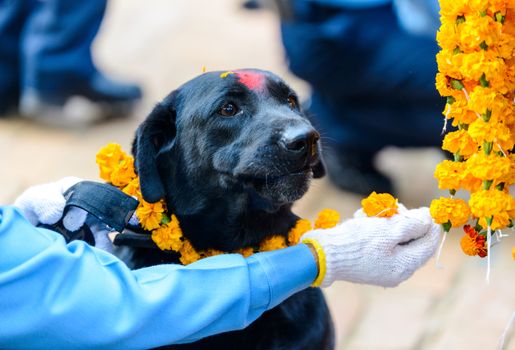 Celebrating Kukur Tihar festival in Kathmandu, Nepal. Black dog with red tika and marigold garland.