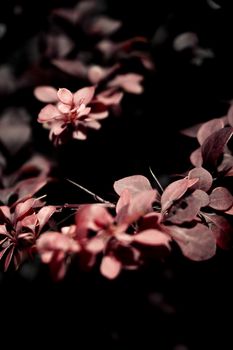 Red leaves of small bush in the field. No people