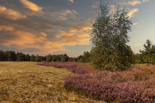 the nature reserve Maasduinen with the sandy heathland and forests in North Limburg in the Netherlands