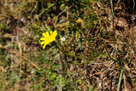 Yellow flower in semi-dry grass in autumn. Bjelasnica Mountain, Bosnia and Herzegovina.