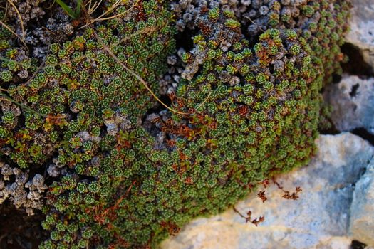 Small wild Sempervivum growing on stone in large numbers. Bjelasnica Mountain, Bosnia and Herzegovina.
