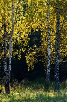 Beautiful autumn forest. A leaffall in the woods. Birches and needles.