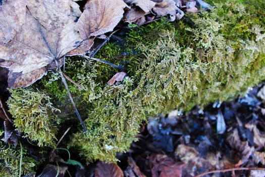 Frost on dry leaves and green moss. Frost on the moss. Winter. Zavidovici, Bosnia and Herzegovina.