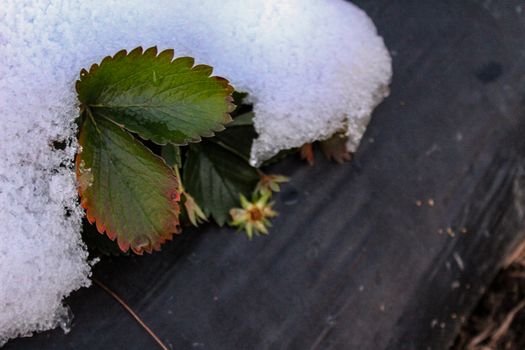 A strawberry plant with a leaves and a flower under the snow. Snow on strawberries. Zavidovici, Bosnia and Herzegovina.