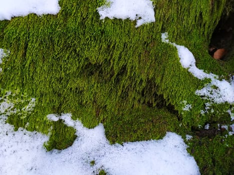 Green moss in the woods next to the trees where there is snow. Winter. Zavidovici, Bosnia and Herzegovina.