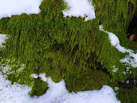 Green moss in the woods next to the trees where there is snow. Winter. Zavidovici, Bosnia and Herzegovina.