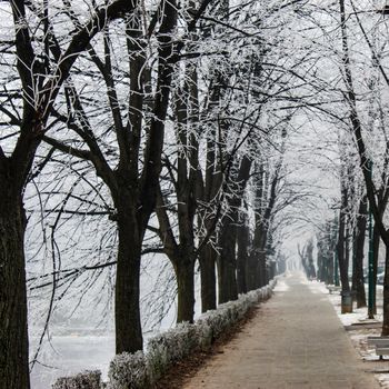 A promenade surrounded by trees in winter where there is hoarfrost on it. Fog in Sarajevo in winter. Sarajevo, Bosnia and Herzegovina.