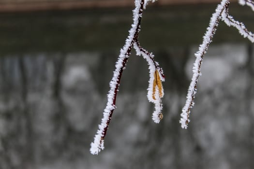 A twig with frost on it. It has a yellow leaf with hoarfrost on it. Winter in Sarajevo. Sarajevo, Bosnia and Herzegovina.