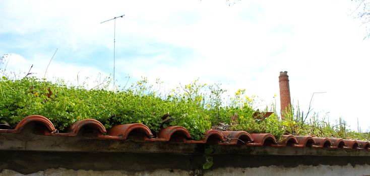 Banner of an old abandoned roof on which various plants grow and the sky in the background.