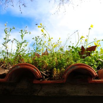 Square image of the roof of an old building inhabited by plants and insects. Beautiful scene on the roof after winter in spring.