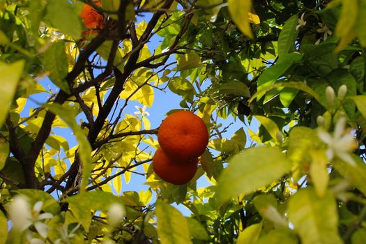 Two oranges in focus in the middle of the tree. Faro, Portugal.