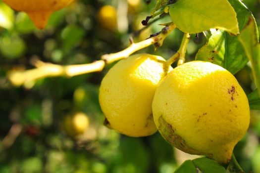 Two yellow ripe lemons on a branch.