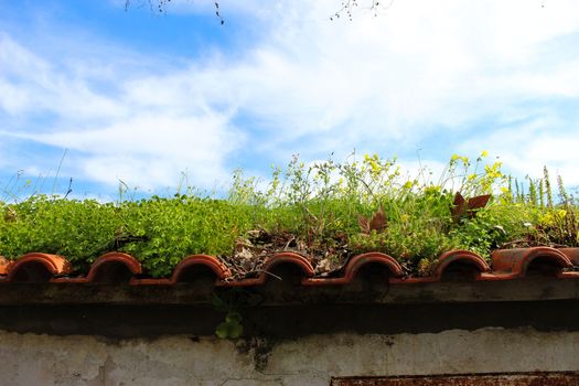 The roof of an abandoned building overgrown with ordinary plants. The neglected roof of a building full of various plants and leaves.