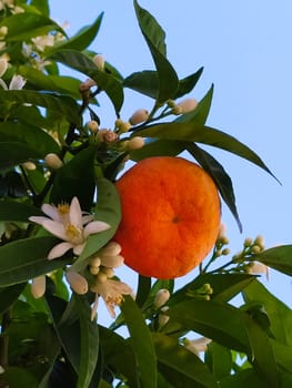 Mandarin with fruit and flowers on a branch among the green leaves.