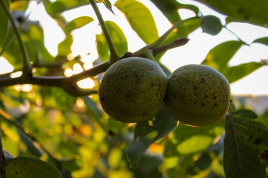 Two green walnuts in a green shell on a branch. Zavidovici, Bosnia and Herzegovina.