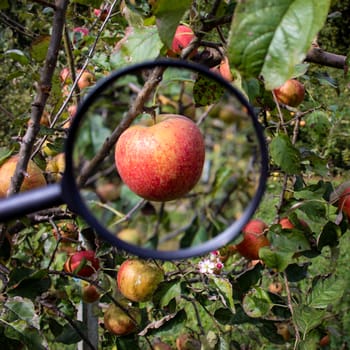 Examination of apples. An apple on a branch magnified with a magnifying glass. Ripe apples in the orchard. Zavidovici, Bosnia and Herzegovina.