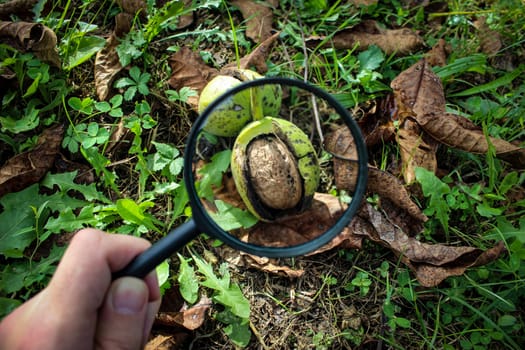 Walnut fruit inside the cracked green shell of the walnut on the ground is magnified through a magnifying glass. Zavidovici, Bosnia and Herzegovina.