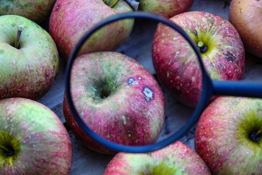 One apple magnified with a magnifying glass compared to the others in the crate where the other apples are stacked. Bitter pit is a disorder in apple fruits, now believed to be induced by calcium deficiency. Zavidovici, Bosnia and Herzegovina.