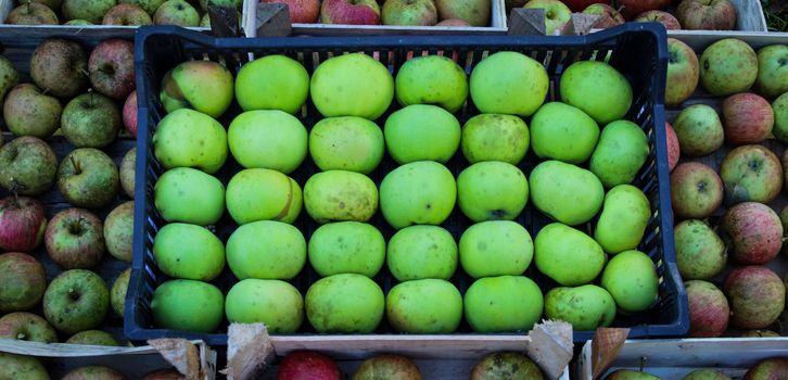 A crate of green apples in the middle among other red apples. Zavidovici, Bosnia and Herzegovina.