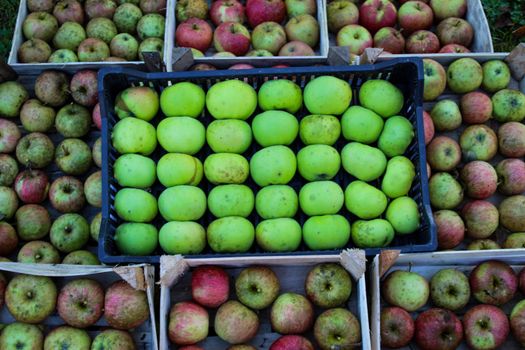 Green apples in a plastic crate that is on other wooden crates where there are reddish apples. Homegrown organic apples. The concept of organic. Zavidovici, Bosnia and Herzegovina.