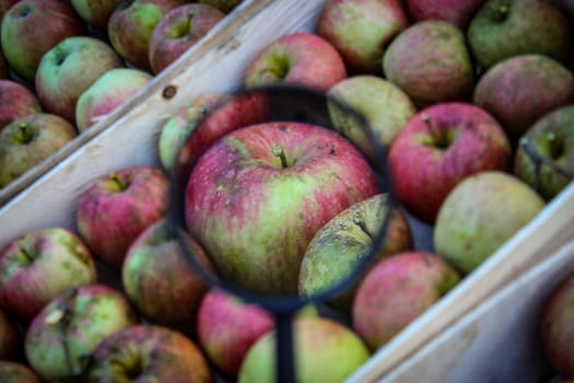 One apple magnified with a magnifying glass among the other apples in the crate. Zavidovici, Bosnia and Herzegovina.
