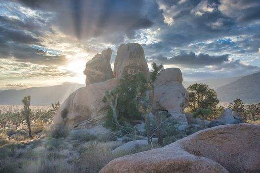 Joshua Tree National Park in California during a dramatic sunset. Travel and Tourism, beauty in nature.