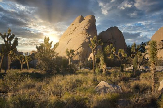 Joshua Tree National Park in California during a dramatic sunset. Travel and Tourism, beauty in nature.