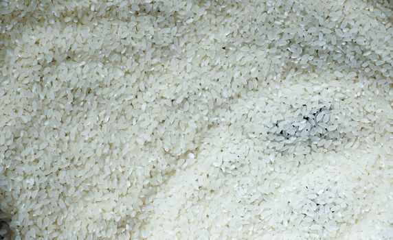 White round grain close up rice full frame background. Indian Japanese Chinese cuisine ingredients