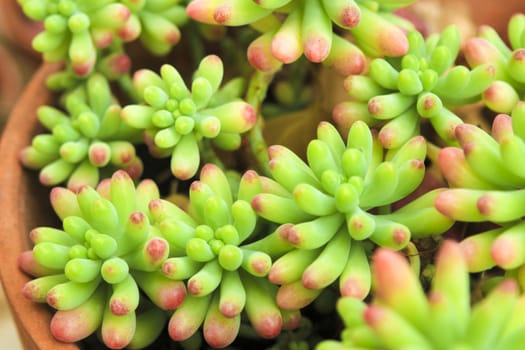 Colorful Sedum Rubrotinctum succulent plant in the garden