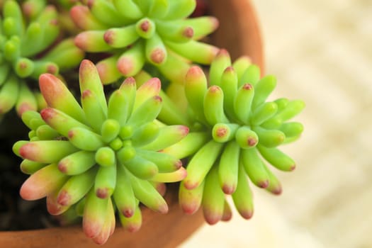 Colorful Sedum Rubrotinctum succulent plant in the garden