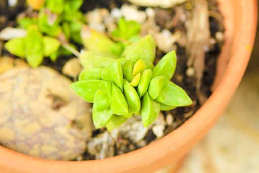 Colorful Crassula Rupestris plant in the garden