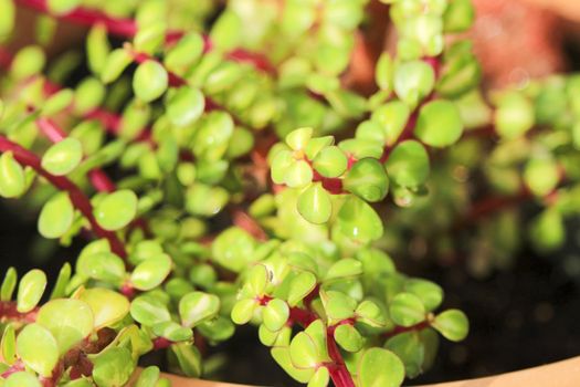 Beautiful Portulacaria Afra, Elephant bushes under the sun