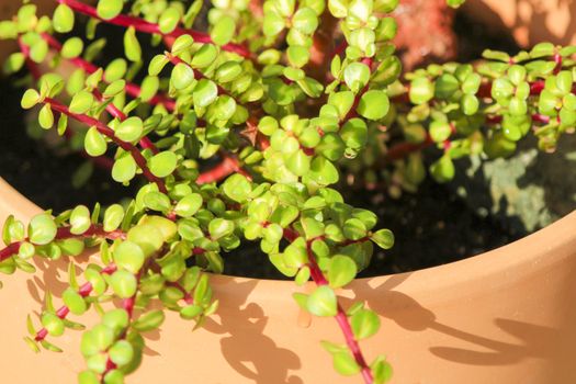 Beautiful Portulacaria Afra, Elephant bushes under the sun