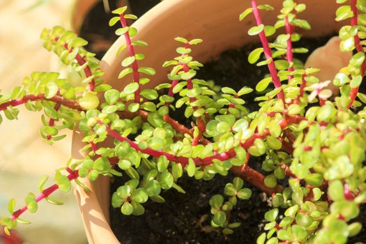 Beautiful Portulacaria Afra, Elephant bushes under the sun