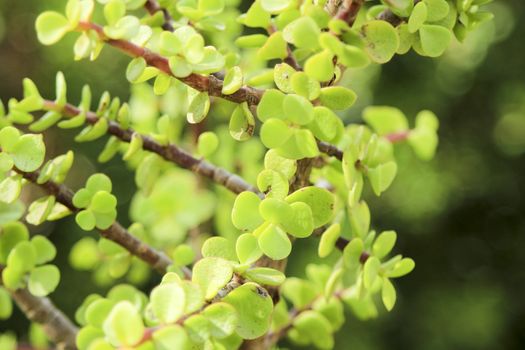 Beautiful Portulacaria Afra, Elephant bushes under the sun