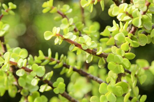 Beautiful Portulacaria Afra, Elephant bushes under the sun