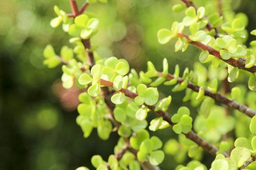 Beautiful Portulacaria Afra, Elephant bushes under the sun
