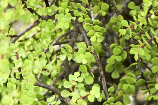 Beautiful Portulacaria Afra, Elephant bushes under the sun