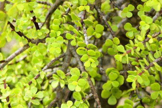 Beautiful Portulacaria Afra, Elephant bushes under the sun