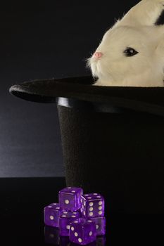 A closeup view of a magicians top hat full of tricks using a rabbit and other items.