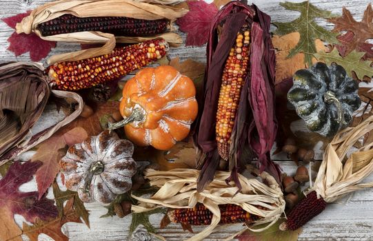 Autumn colorful leaves, acorns, corn and gourds on white rustic wooden background for the Thanksgiving holiday season in filled frame format 