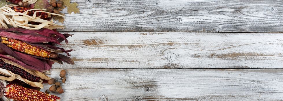 Autumn colorful leaves, acorns, and corn on white rustic wooden background for the Thanksgiving holiday season