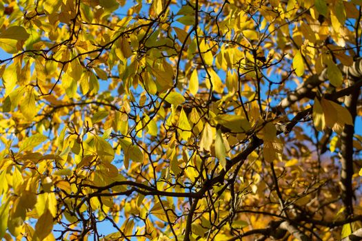 Looking Up at Bright Yellow Autumn Leaves on a Tree With a Blue Sky in the Background