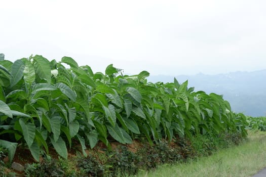 Nicotiana tabacum is a genus of broadleaf plants native to North America and South America. Used as a raw material for cigarettes. Tobacco contains nicotine alkaloids as an insecticide