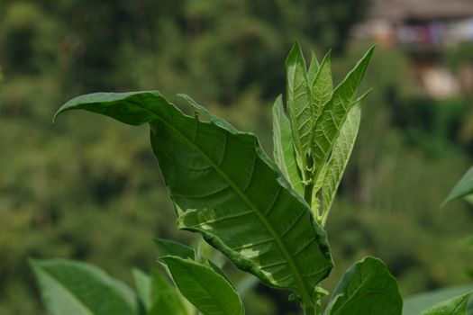 Nicotiana tabacum is a genus of broadleaf plants native to North America and South America. Used as a raw material for cigarettes. Tobacco contains nicotine alkaloids as an insecticide