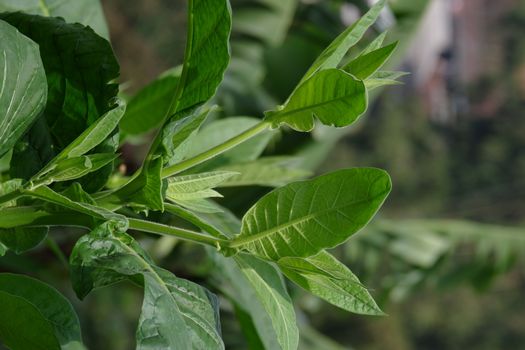 Nicotiana tabacum is a genus of broadleaf plants native to North America and South America. Used as a raw material for cigarettes. Tobacco contains nicotine alkaloids as an insecticide