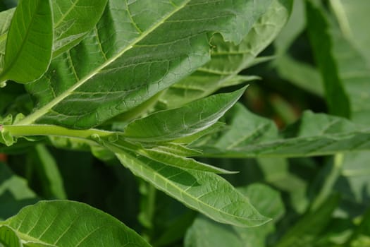 Nicotiana tabacum is a genus of broadleaf plants native to North America and South America. Used as a raw material for cigarettes. Tobacco contains nicotine alkaloids as an insecticide