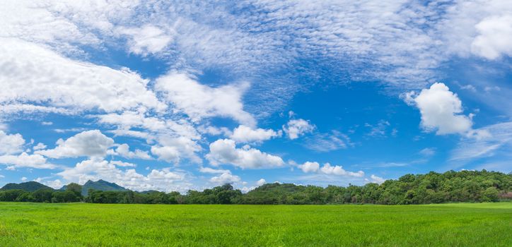 Panoramic landscape view of green grass field agent blue sky in countryside of Thailand